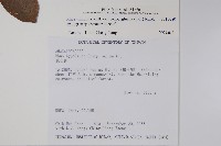 羅氏鹽膚木藏品圖，第2張