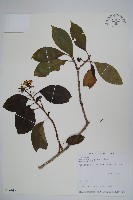 長花厚殼樹藏品圖，第1張