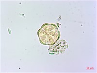 長花厚殼樹藏品圖，第2張