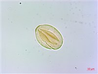 長花厚殼樹藏品圖，第3張