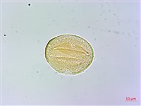 長花厚殼樹藏品圖，第4張