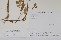 白花菜藏品圖，第2張