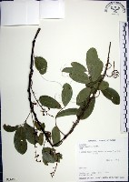 疏花魚藤藏品圖，第1張