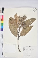 鬼石櫟藏品圖，第1張