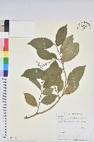 密花五月茶藏品圖，第1張