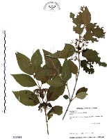 杜虹花，台灣紫珠藏品圖，第1張