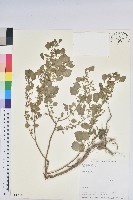 印度鐵莧藏品圖，第1張