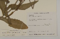 纓絨花藏品圖，第2張