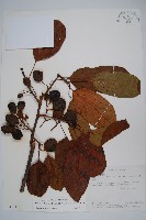 硬齒獼猴桃藏品圖，第1張