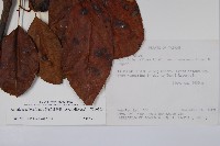 硬齒獼猴桃藏品圖，第2張