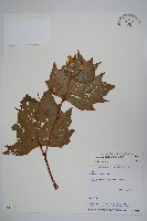 裂葉秋海棠藏品圖，第1張