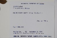 圓葉冬青藏品圖，第2張