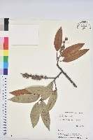 刺栲、鉤栗、火燒柯藏品圖，第1張