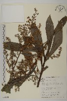 走馬胎藏品圖，第1張