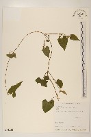 蔓澤蘭藏品圖，第1張