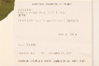 蔓澤蘭藏品圖，第2張