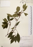 降真香藏品圖，第1張