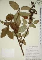 大葉溲疏藏品圖，第1張