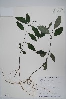 針刺草藏品圖，第1張