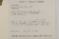 裂葉艾納香藏品圖，第2張