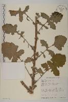 裂葉艾納香藏品圖，第3張