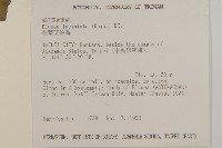 裂葉艾納香藏品圖，第6張
