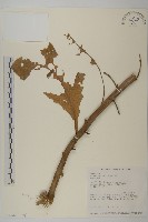 裂葉艾納香藏品圖，第7張