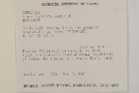 裂葉艾納香藏品圖，第8張
