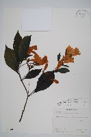 馬藍藏品圖，第1張