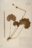 臺灣山菊藏品圖，第1張