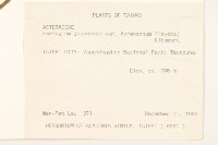 臺灣山菊藏品圖，第2張