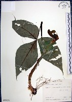 申跋、油跋、小天南星藏品圖，第1張