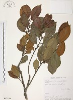 森氏紅淡比藏品圖，第1張