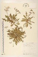 刀傷草藏品圖，第1張