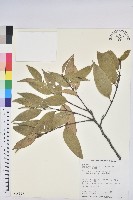 鋸葉長尾栲、白校欑藏品圖，第1張