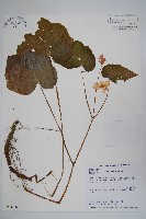 水鴨腳藏品圖，第1張