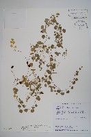 普刺特草藏品圖，第1張