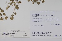 普刺特草藏品圖，第2張