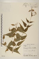 田代氏澤蘭藏品圖，第1張