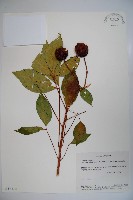 魚木藏品圖，第1張