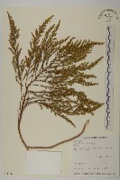 茵蔯蒿藏品圖，第1張