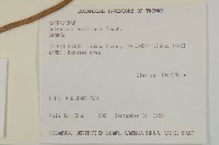 茵蔯蒿藏品圖，第2張