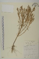 裸花鹼蓬藏品圖，第1張