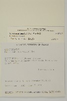 裸花鹼蓬藏品圖，第2張