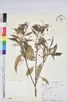 鋸葉長尾栲、白校欑藏品圖，第1張