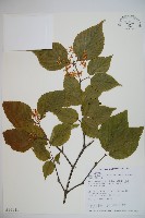 紅子莢迷藏品圖，第1張