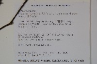 紅子莢迷藏品圖，第2張