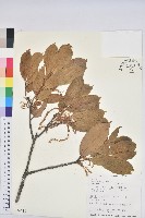 毽子椆藏品圖，第1張