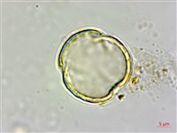 毽子椆藏品圖，第3張