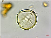 毽子椆藏品圖，第4張